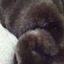 Fausse fourrure, fausse fourrure animaux, fourrure synthétique, fourrure synth. - Acheter du Tissu, acheter du tissu pas cher, acheter tissu, acheter du tissus, tissu pas cher, tissus pas cher, destockage tissus, destockage tissus pas cher, destockage de tissus pas cher, achat tissu, vente de tissus, vente de tissus en ligne, site de vente de tissus, vente de tissus au mètre, tissus au mètre, tissu au mètre original, tissu original, tissus originaux, coupon tissu gratuit, échantillon tissu gratuit, tissus au mètre pour vêtements, vente de tissus en ligne France, vente de tissus en ligne Paris, vente de tissus Paris, vente de tissus France, tissus au meilleur prix, tissus de qualité, promotion tissu, promotions tissus, mercerie, mercerie en ligne Fausse fourrure, fausse fourrure animaux, fourrure synthétique, fourrure synth. - Acheter du Tissu, acheter du tissu pas cher, acheter tissu, acheter du tissus, tissu pas cher, tissus pas cher, destockage tissus, destockage tissus pas cher, destockage de tissus pas cher, achat tissu, vente de tissus, vente de tissus en ligne, site de vente de tissus, vente de tissus au mètre, tissus au mètre, tissu au mètre original, tissu original, tissus originaux, coupon tissu gratuit, échantillon tissu gratuit, tissus au mètre pour vêtements, vente de tissus en ligne France, vente de tissus en ligne Paris, vente de tissus Paris, vente de tissus France, tissus au meilleur prix, tissus de qualité, promotion tissu, promotions tissus, mercerie, mercerie en ligne