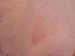 TULLE SOUPLE PLUMETIS ROSE