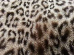 Fausse fourrure, fausse fourrure animaux, fourrure synthétique, fourrure synth. - Acheter du Tissu, acheter du tissu pas cher, acheter tissu, acheter du tissus, tissu pas cher, tissus pas cher, destockage tissus, destockage tissus pas cher, destockage de tissus pas cher, achat tissu, vente de tissus, vente de tissus en ligne, site de vente de tissus, vente de tissus au mètre, tissus au mètre, tissu au mètre original, tissu original, tissus originaux, coupon tissu gratuit, échantillon tissu gratuit, tissus au mètre pour vêtements, vente de tissus en ligne France, vente de tissus en ligne Paris, vente de tissus Paris, vente de tissus France, tissus au meilleur prix, tissus de qualité, promotion tissu, promotions tissus, mercerie, mercerie en ligne Fausse fourrure, fausse fourrure animaux, fourrure synthétique, fourrure synth. - Acheter du Tissu, acheter du tissu pas cher, acheter tissu, acheter du tissus, tissu pas cher, tissus pas cher, destockage tissus, destockage tissus pas cher, destockage de tissus pas cher, achat tissu, vente de tissus, vente de tissus en ligne, site de vente de tissus, vente de tissus au mètre, tissus au mètre, tissu au mètre original, tissu original, tissus originaux, coupon tissu gratuit, échantillon tissu gratuit, tissus au mètre pour vêtements, vente de tissus en ligne France, vente de tissus en ligne Paris, vente de tissus Paris, vente de tissus France, tissus au meilleur prix, tissus de qualité, promotion tissu, promotions tissus, mercerie, mercerie en ligne