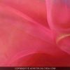 img_3210-1.jpg ORGANZA "CRISTAL" ROUGE CLAIR