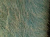 Fausse fourrure, fausse fourrure animaux, fourrure synthétique, fourrure synth. - Acheter du Tissu, acheter du tissu pas cher, acheter tissu, acheter du tissus, tissu pas cher, tissus pas cher, destockage tissus, destockage tissus pas cher, destockage de tissus pas cher, achat tissu, vente de tissus, vente de tissus en ligne, site de vente de tissus, vente de tissus au mètre, tissus au mètre, tissu au mètre original, tissu original, tissus originaux, coupon tissu gratuit, échantillon tissu gratuit, tissus au mètre pour vêtements, vente de tissus en ligne France, vente de tissus en ligne Paris, vente de tissus Paris, vente de tissus France, tissus au meilleur prix, tissus de qualité, promotion tissu, promotions tissus, mercerie, mercerie en ligne